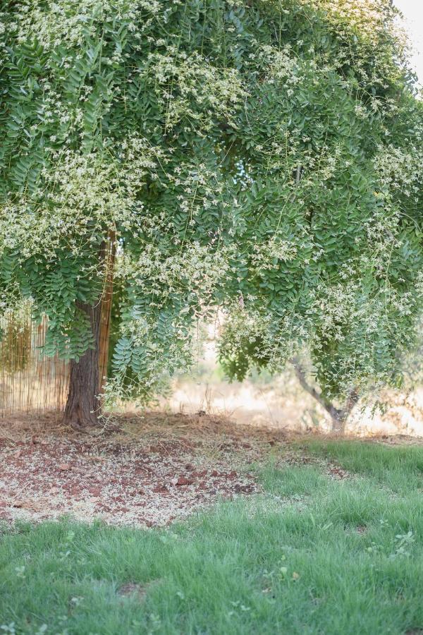 אלברזה Agriturismo I Grappoli מראה חיצוני תמונה