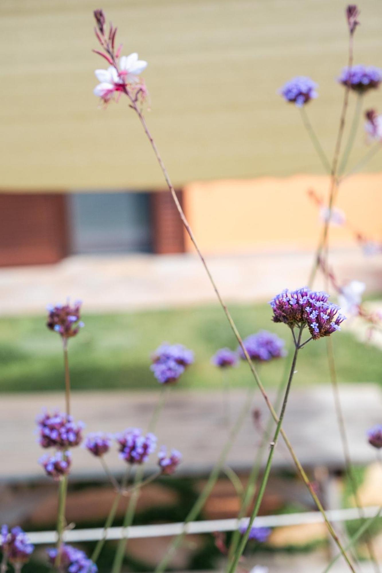 אלברזה Agriturismo I Grappoli מראה חיצוני תמונה
